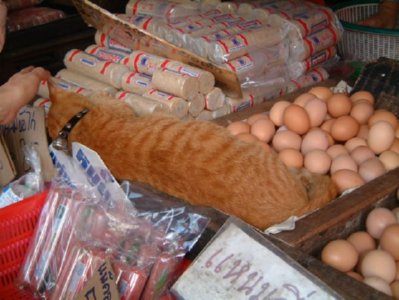 VENTA (9)  ALIMENTOS ELABORACION